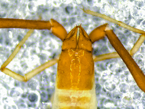  (Neobisium marcchagalli - BGE_00506_A12)  @11 [ ] Copyright (2024) Unspecified Croatian Biospeleological Society