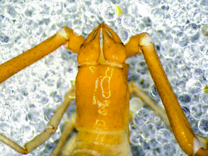  ( - BGE_00506_B01)  @11 [ ] Copyright (2024) Unspecified Croatian Biospeleological Society
