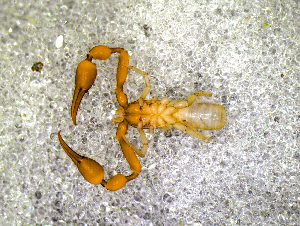  ( - BGE_00506_B06)  @11 [ ] Copyright (2024) Unspecified Croatian Biospeleological Society
