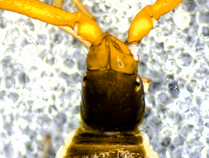  ( - BGE_00506_C02)  @11 [ ] Copyright (2024) Unspecified Croatian Biospeleological Society