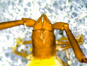  ( - BGE_00506_C07)  @11 [ ] Copyright (2024) Unspecified Croatian Biospeleological Society
