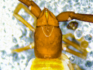  ( - BGE_00506_C08)  @11 [ ] Copyright (2024) Unspecified Croatian Biospeleological Society