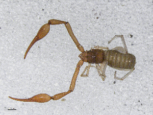  ( - BGE_00506_F06)  @11 [ ] Copyright (2024) Unspecified Croatian Biospeleological Society