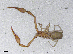  ( - BGE_00506_F06)  @11 [ ] Copyright (2024) Unspecified Croatian Biospeleological Society