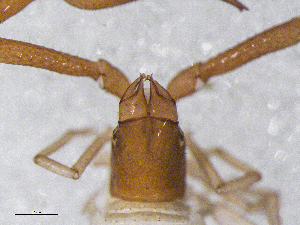  ( - BGE_00506_F07)  @11 [ ] Copyright (2024) Unspecified Croatian Biospeleological Society