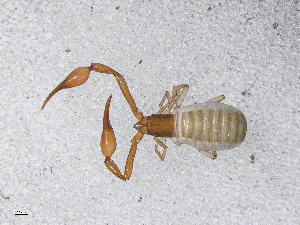  ( - BGE_00506_F07)  @11 [ ] Copyright (2024) Unspecified Croatian Biospeleological Society