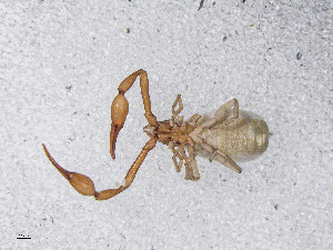  ( - BGE_00506_F07)  @11 [ ] Copyright (2024) Unspecified Croatian Biospeleological Society