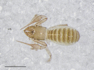  (Chthonius sp. T - BGE_00506_F12)  @11 [ ] Copyright (2024) Unspecified Croatian Biospeleological Society