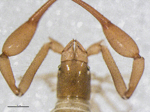  ( - BGE_00506_H01)  @11 [ ] Copyright (2024) Unspecified Croatian Biospeleological Society