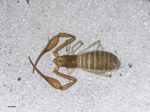  ( - BGE_00506_H01)  @11 [ ] Copyright (2024) Unspecified Croatian Biospeleological Society