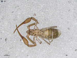  ( - BGE_00506_H01)  @11 [ ] Copyright (2024) Unspecified Croatian Biospeleological Society