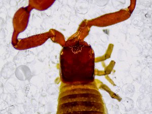  (Roncus cf. lubricus - BGE_00508_A01)  @11 [ ] Copyright (2025) Unspecified Croatian Biospeleological Society