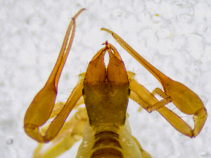  (Chthonius sp. 1. P - BGE_00508_A02)  @11 [ ] Copyright (2025) Unspecified Croatian Biospeleological Society