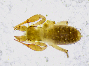  (Ephippiochthonius cf. tetrachelatus - BGE_00508_A09)  @11 [ ] Copyright (2025) Unspecified Croatian Biospeleological Society