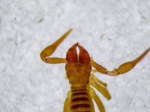  (Chthonius sp. 1. H - BGE_00508_B02)  @11 [ ] Copyright (2025) Unspecified Croatian Biospeleological Society
