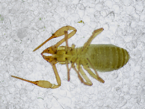  (Chthonius sp. 1. MP - BGE_00508_C06)  @11 [ ] Copyright (2025) Unspecified Croatian Biospeleological Society