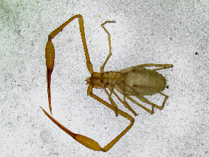  (Neobisium cf. spelaeum - BGE_00508_D02)  @11 [ ] Copyright (2025) Unspecified Croatian Biospeleological Society