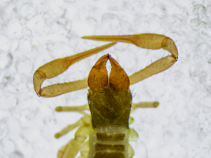  (Chthonius sp. 1. SS - BGE_00508_D09)  @11 [ ] Copyright (2025) Unspecified Croatian Biospeleological Society