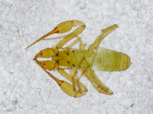  (Chthonius cf. exarmatus - BGE_00508_F12)  @11 [ ] Copyright (2024) Unspecified Croatian Biospeleological Society
