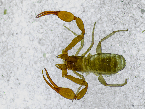  ( - BGE_00508_G07)  @11 [ ] Copyright (2024) Unspecified Croatian Biospeleological Society