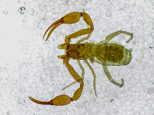  ( - BGE_00508_G07)  @11 [ ] Copyright (2024) Unspecified Croatian Biospeleological Society