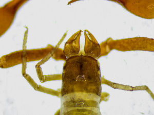  ( - BGE_00508_G08)  @11 [ ] Copyright (2024) Unspecified Croatian Biospeleological Society