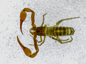  ( - BGE_00508_G08)  @11 [ ] Copyright (2024) Unspecified Croatian Biospeleological Society