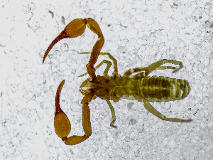  ( - BGE_00508_G08)  @11 [ ] Copyright (2024) Unspecified Croatian Biospeleological Society