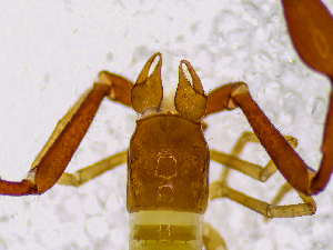  (Neobisium cf. dalmatinum - BGE_00507_A01)  @11 [ ] Copyright (2024) Unspecified Croatian Biospeleological Society
