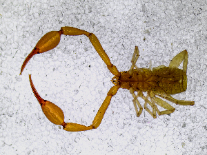  ( - BGE_00507_D06)  @11 [ ] Copyright (2024) Unspecified Croatian Biospeleological Society