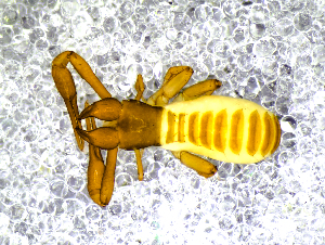  (Chthonius ischnocheles - BGE_00507_D08)  @11 [ ] Copyright (2024) Unspecified Croatian Biospeleological Society
