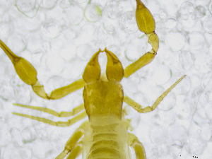  (Chthonius heterodactylus - BGE_00502_E02)  @11 [ ] Copyright (2024) Unspecified Croatian Biospeleological Society