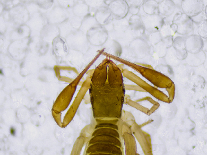  (Chthonius sp. OR - BGE_00507_E03)  @11 [ ] Copyright (2024) Unspecified Croatian Biospeleological Society