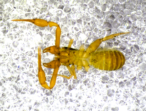  ( - BGE_00507_E06)  @11 [ ] Copyright (2024) Unspecified Croatian Biospeleological Society