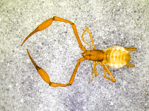  ( - BGE_00507_F01)  @11 [ ] Copyright (2024) Unspecified Croatian Biospeleological Society