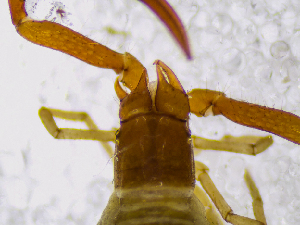  ( - BGE_00507_F07)  @11 [ ] Copyright (2024) Unspecified Croatian Biospeleological Society