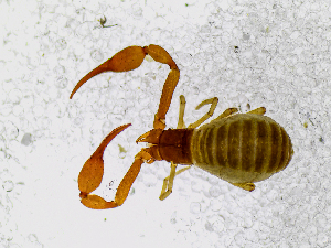  ( - BGE_00507_F07)  @11 [ ] Copyright (2024) Unspecified Croatian Biospeleological Society