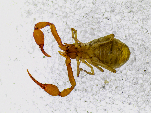  ( - BGE_00507_F07)  @11 [ ] Copyright (2024) Unspecified Croatian Biospeleological Society