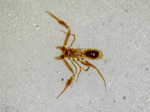  (Chthonius ischnocheloides - BGE_00501_D09)  @11 [ ] Copyright (2024) Unspecified Croatian Biospeleological Society