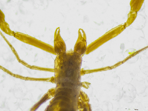  (Chthonius ischnocheloides - BGE_00501_D11)  @11 [ ] Copyright (2024) Unspecified Croatian Biospeleological Society