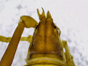  (Garypus cf. beauvoisii - BGE_00507_C04)  @11 [ ] Copyright (2024) Unspecified Croatian Biospeleological Society
