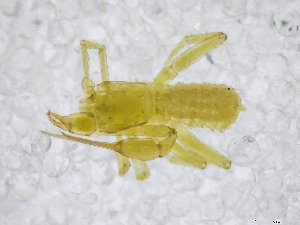  (Chthonius raridentatus - BGE_00502_F05)  @11 [ ] Copyright (2024) Unspecified Croatian Biospeleological Society