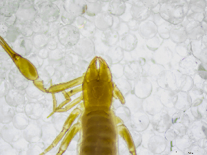  (Chthonius lucanus - BGE_00502_H03)  @11 [ ] Copyright (2024) Unspecified Croatian Biospeleological Society