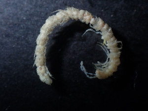  (Balkanodesmus - BGE_00520_E04)  @11 [ ] Copyright (c) (2024) Unspecified Croatian Biospeleological Society