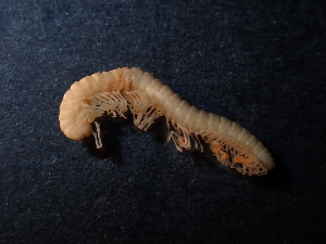  (Biokoviellinae - BGE_00514_F06)  @11 [ ] Copyright (c) (2024) Unspecified Croatian Biospeleological Society