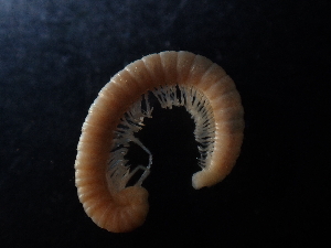  (Biokoviella mosorensis - BGE_00514_G06)  @11 [ ] Copyright (c) (2024) Unspecified Croatian Biospeleological Society