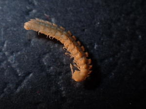  (Brachydesmus likanus - BGE_00514_F07)  @11 [ ] Copyright (c) (2024) Unspecified Croatian Biospeleological Society