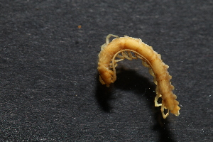  ( - BGE_00521_G09)  @11 [ ] Copyright (c) (2025) Unspecified Croatian Biospeleological Society