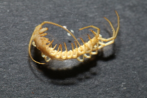  (Lithobius troglomontanus - BGE_00520_H08)  @11 [ ] Copyright (c) (2025) Unspecified Croatian Biospeleological Society