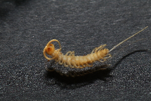  (Eupolybothrus sp - BGE_00521_G08)  @11 [ ] Copyright (c) (2025) Unspecified Croatian Biospeleological Society